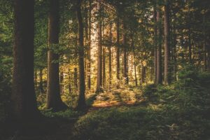 Wood Types and Characteristics