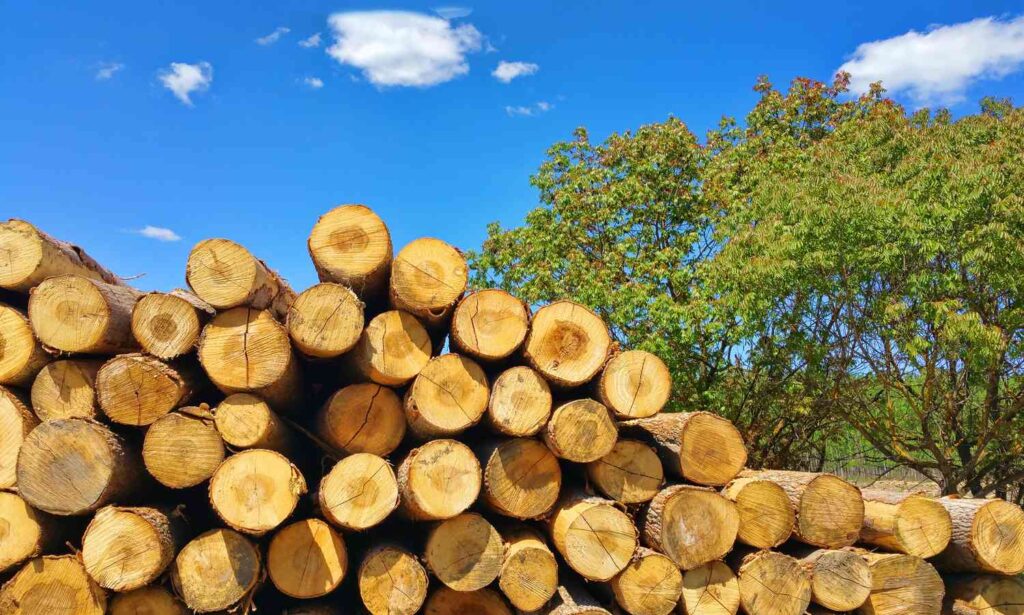 Tips for Working with Poplar Wood