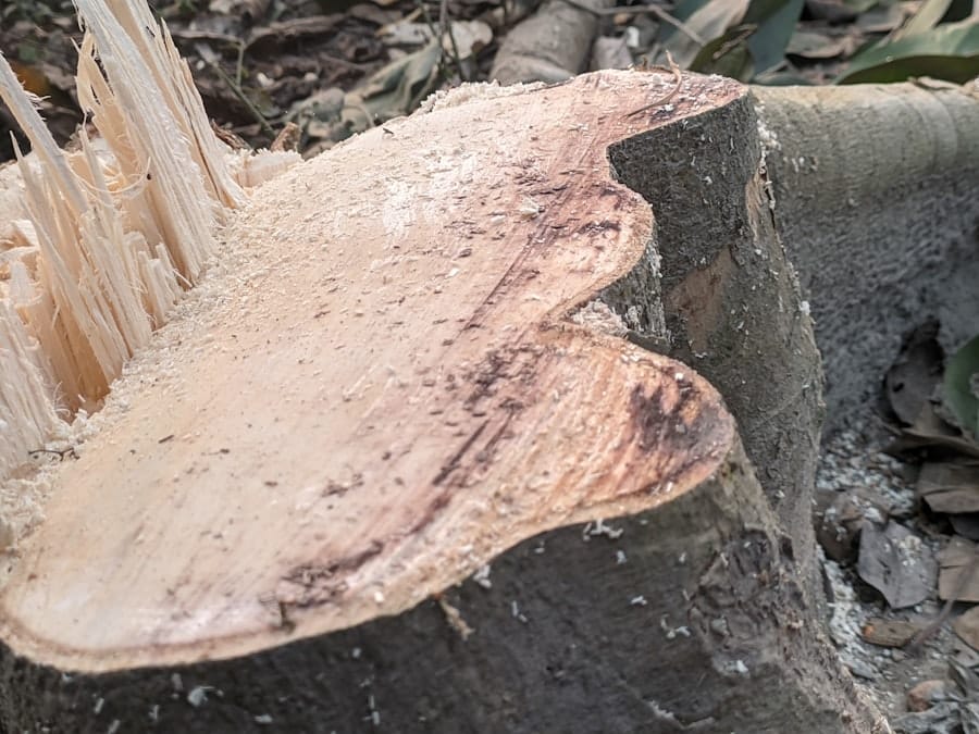 Beavercraft Carving Hatchet