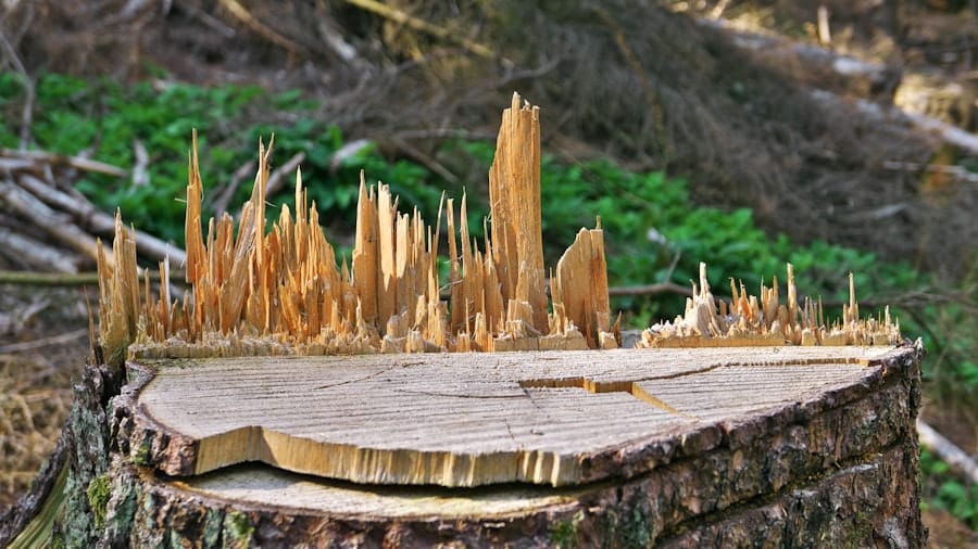 Photo Outdoor Woodworking Projects Pdf