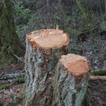 Photo CNC Wood Cutting Near Me