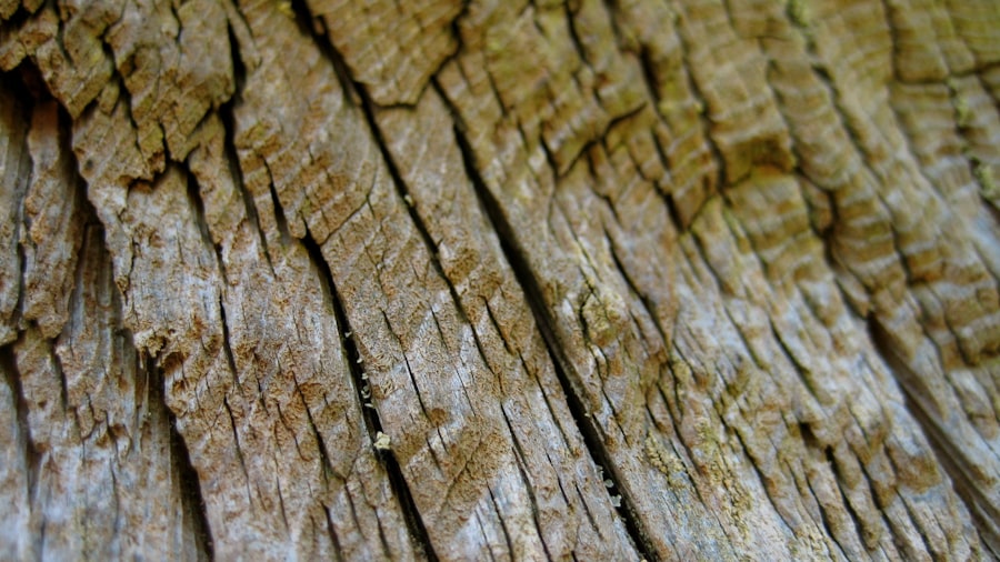 Photo Narex Wood Chisels